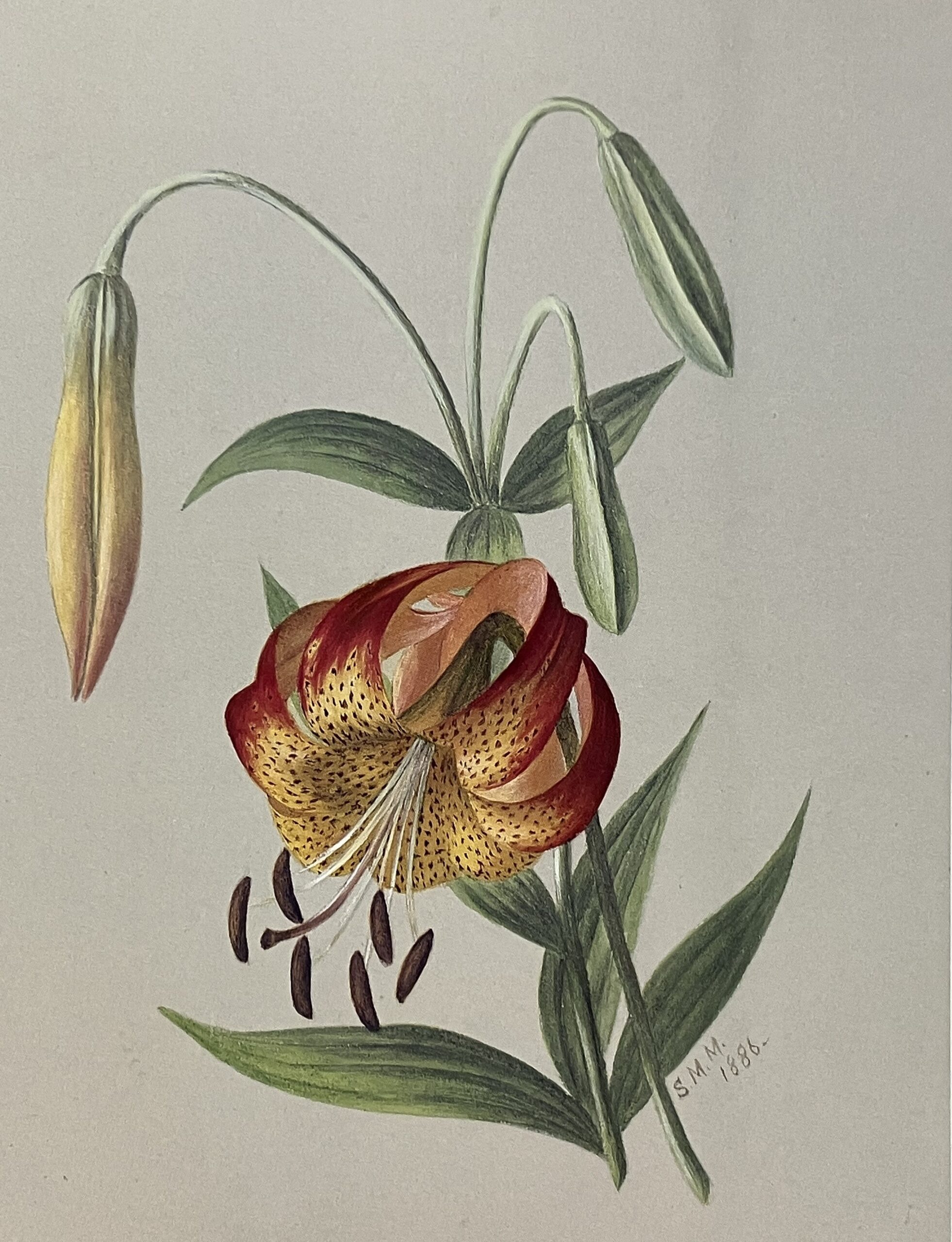 Leopard Lily, Lilium pardalian, 1886